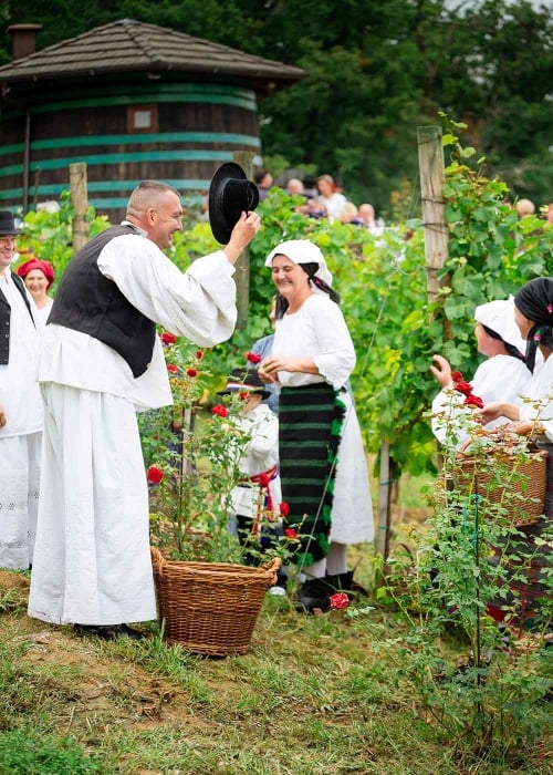 Cesta ruža  vina